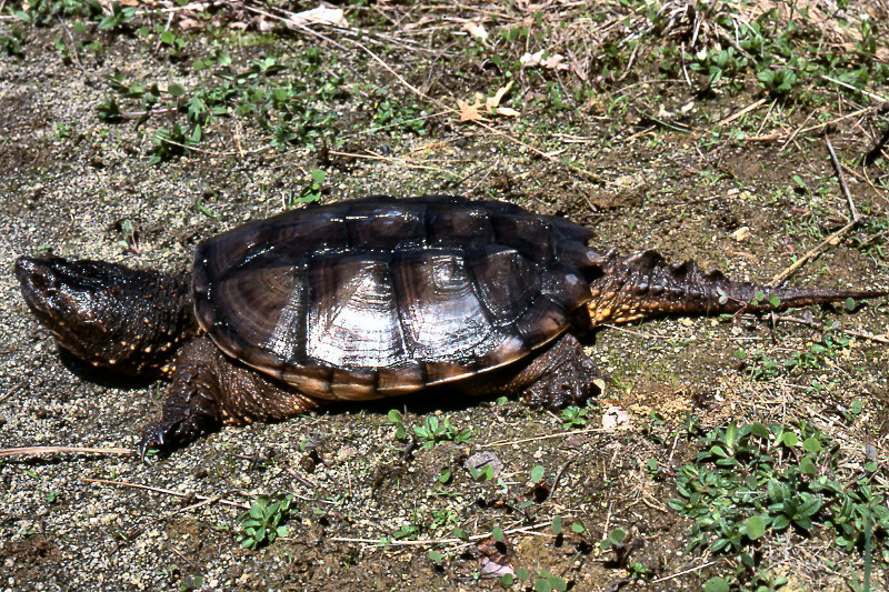 Snapping turtle (Chelydra serpentina). Snapping turtle (Chelydra serpentina). Credit: Jack Ray